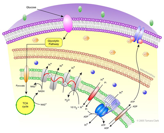 Insulin pathway series – Tamara L Clark