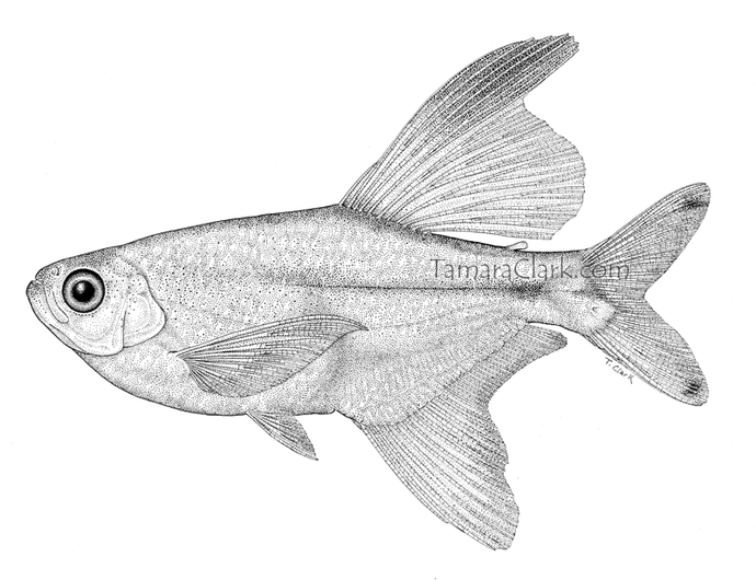 Pseudocorynopoma doriae, male