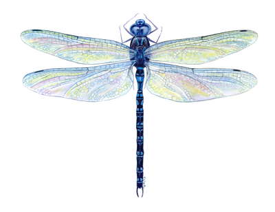 Spatterdock Darner Dragonfly (Aeshna mutata): Illustration by Tamara Clark,  Eden Art, nature artist: shop wildlife prints & gifts