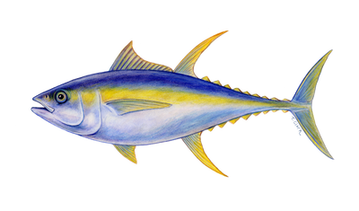Yellowfin Tuna (Thunnus albacares) illustration by Tamara Clark, Eden Art, shop nature, fish art, gifts