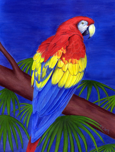 Scarlet Red Macaw (Ara macao) illustration by Tamara Clark, Eden Art. Shop parrot art, nature, prints, gifts