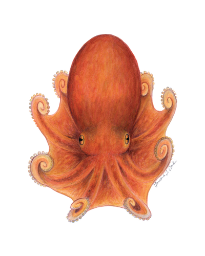 Norther Octopus (Eledone cirrhosa) illustration by Tamara Clark, Eden Art, shop nature art, octopus gifts, prints