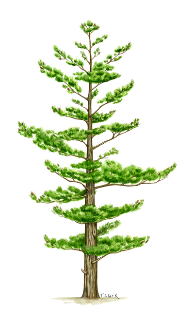 White Pine, Illustration by Tamara Clark, Eden Art