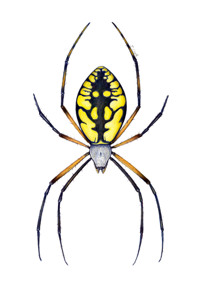 Yellow Garden Spider (Argiope Aurantia) illustration by Tamara Clark, Eden Art