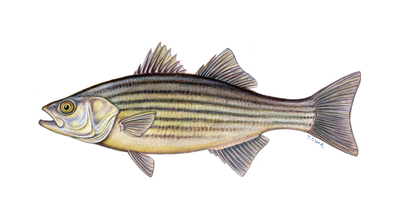 Striped Bass (Morone saxitilis) illustration by Tamara Clark, Eden Art, shop nature fish art gifts