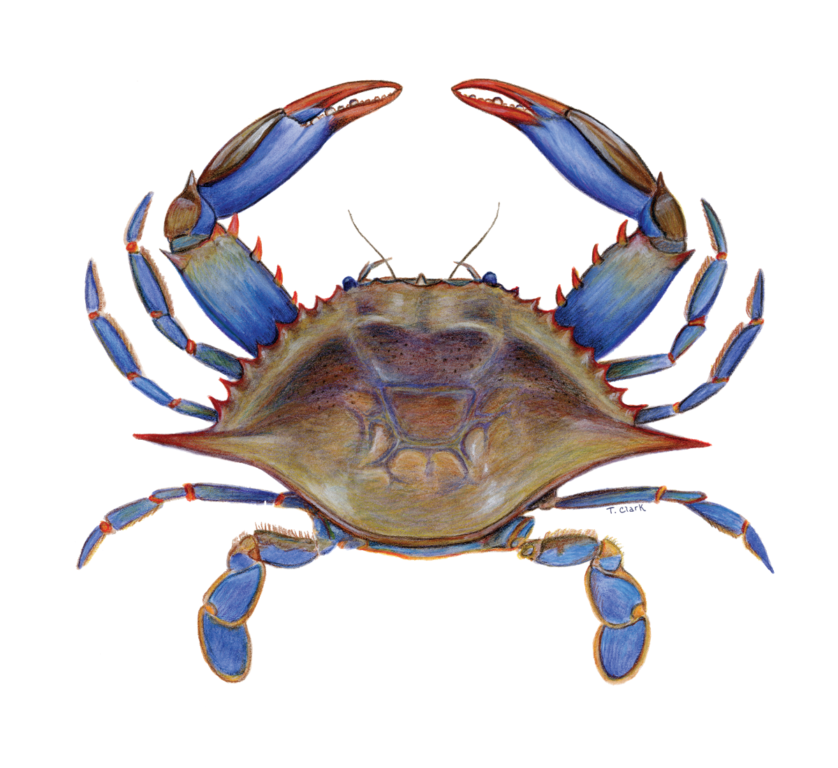 Blue Crab by Gavin Erwin - Leeward Look