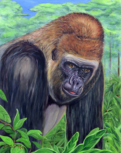 Gorilla gorilla gorilla, Illustration by Tamara Clark, Eden Art