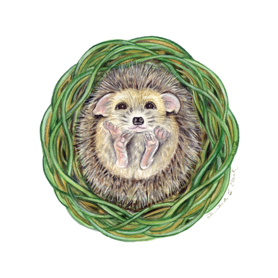 European Hedgehog (Erinaceus europaeus) illustration by Tamara Clark