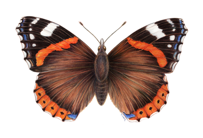 Red Admiral Butterfly (Vanessa atalanta) watercolour illustration by Tamara Clark, Eden Art. Shop nature prints & gifts