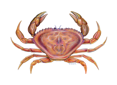 Dungeness Crab (Cancer magister) Illustration by Tamara Clark, Eden Art, shop crab nature gifts prints