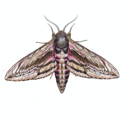 Privet Hawk-Moth (Sphinx ligustri)