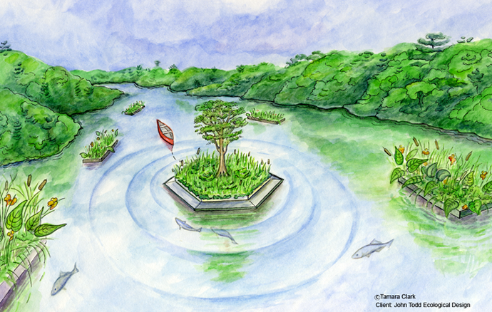 Red Lily Pond restoration project