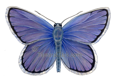 Karner Blue Butterfly (Lycaeides melissa)