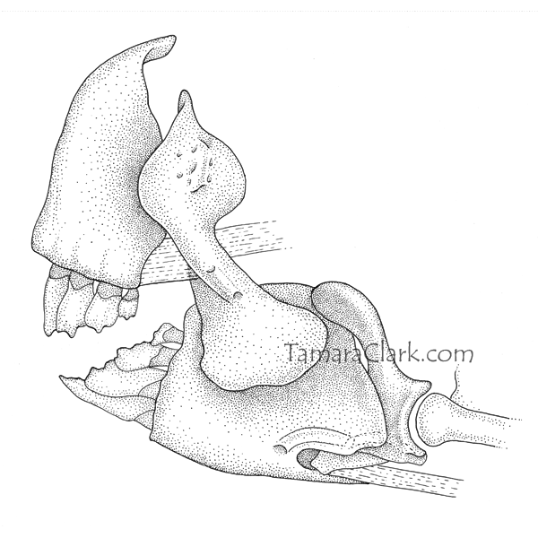 Leporellus vittatus jaws