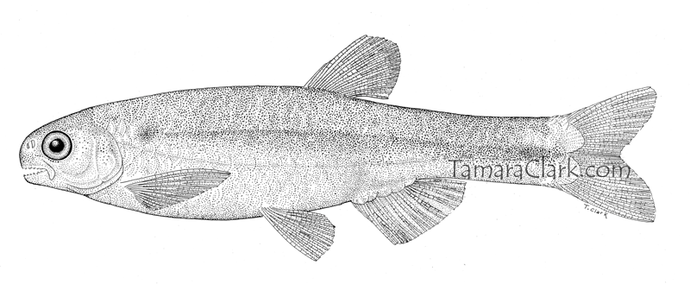 Monotocheiredon pearsoni, female