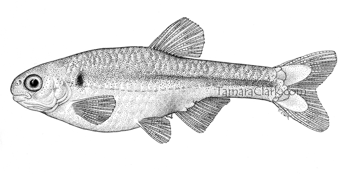 Monotocheiredon drilos, female