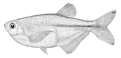 Pseudocorynopoma doriae, female
