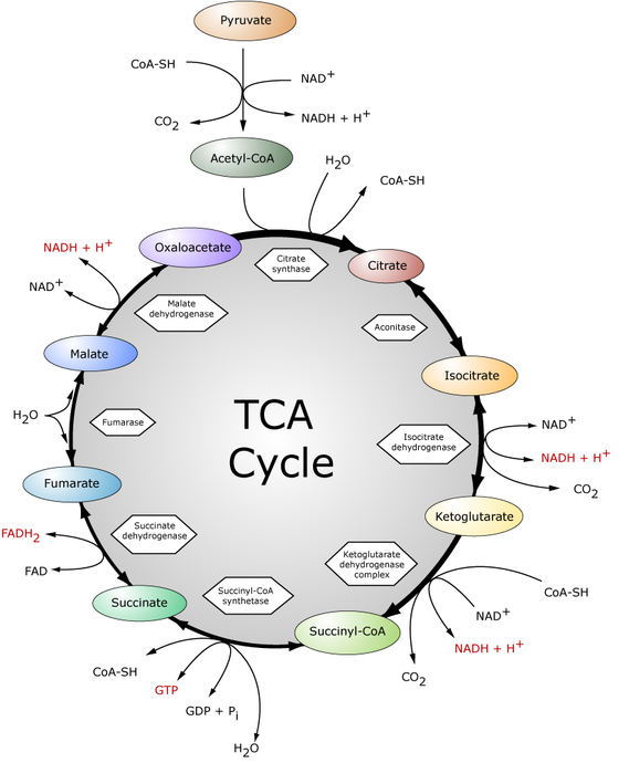 TCA cycle
