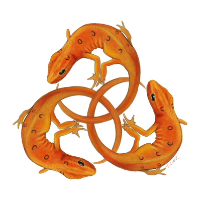 Eft Triquetra, Red-spotted newt