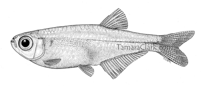 Tyttocharax tambopatensis, female