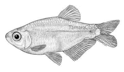 Tyttocharax tambopatensis, male