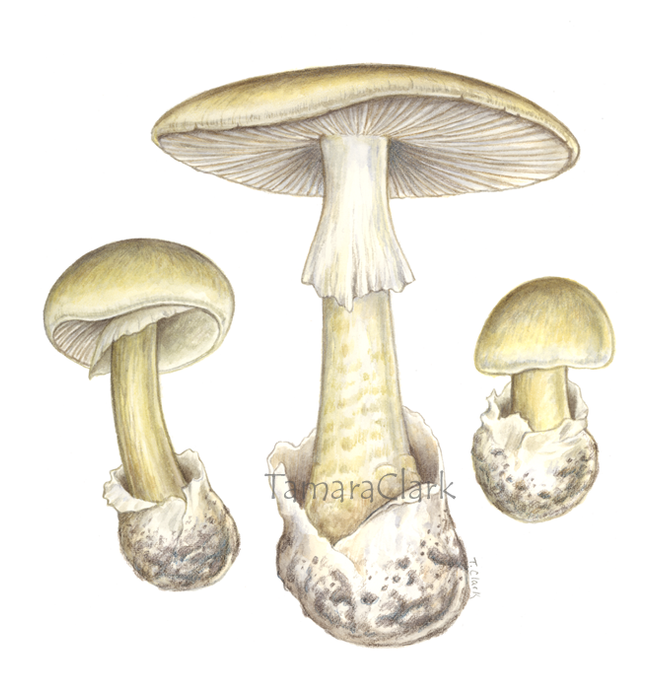 Deathcap Mushroom (Amanita phalloides)