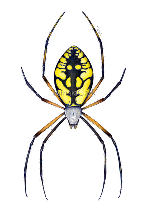 Yellow Garden Spider (Argiope aurantia)