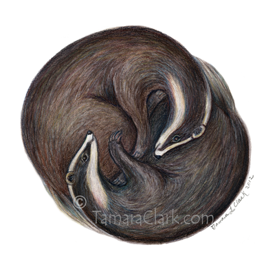 Yin-Yang Badgers