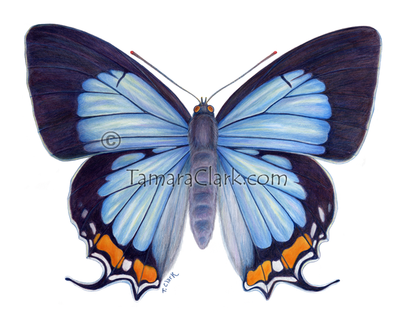 Imperial Blue Butterfly (Jalmenus evagoras)