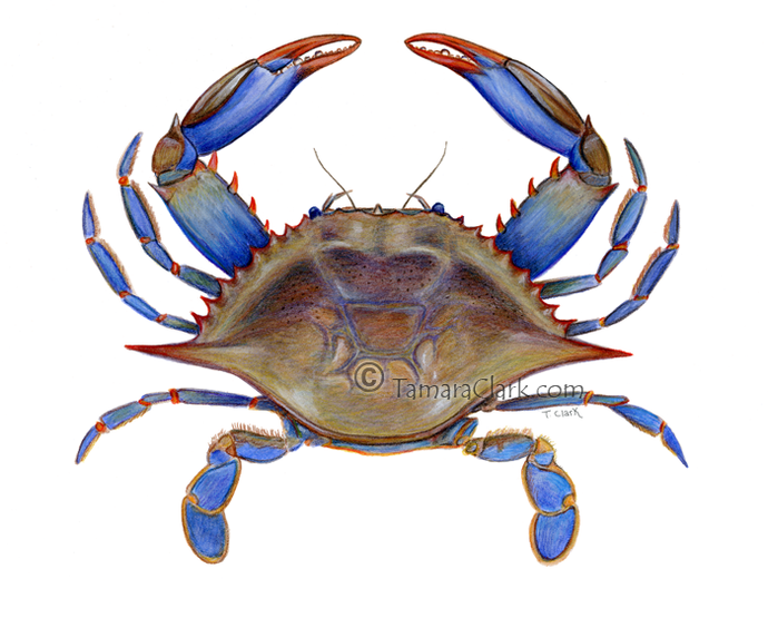 Blue Crab (Callinectus sapidus)