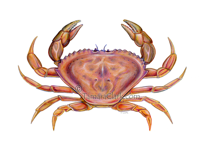 Dungeness Crab (Cancer magister)