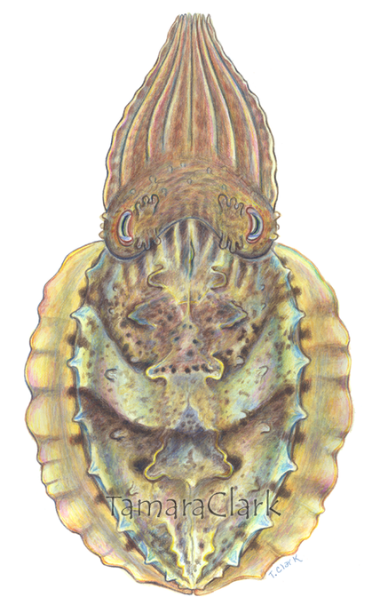 Australian Cuttlefish (Sepia apama)