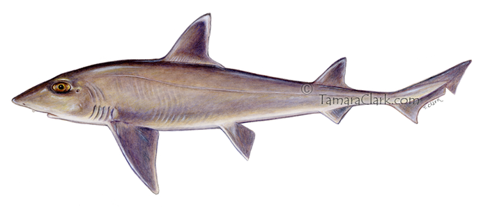 Smooth Dogfish (Mustelus canis)