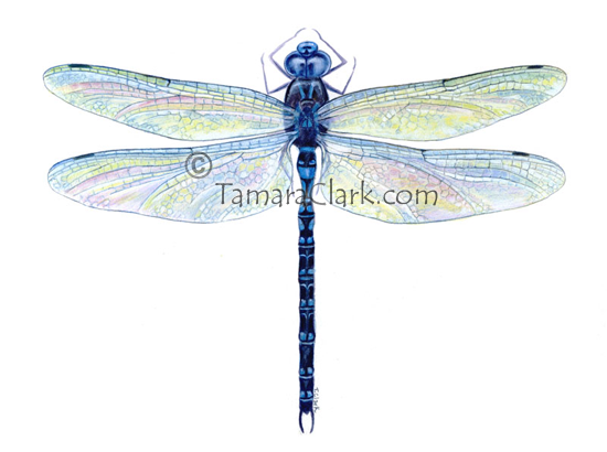 Spatterdock Darner Dragonfly (Aeshna mutata)