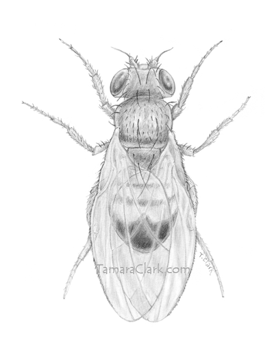 Common Fruit Fly (Drosophila melanogaster)