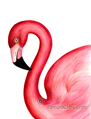 American Flamingo (Phoenicopterus ruper)