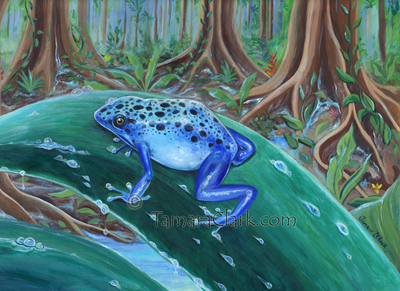 Blue Poison Dart Frog (Dendrobates tinctorius “azureus”)