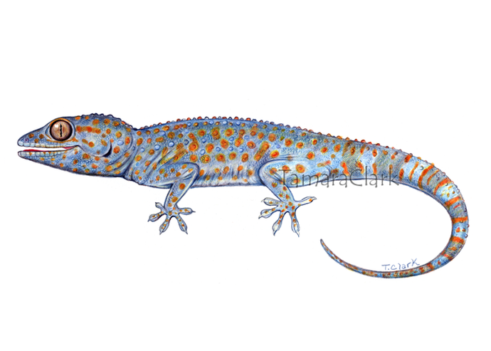 Tokay gecko (Gekko gecko)