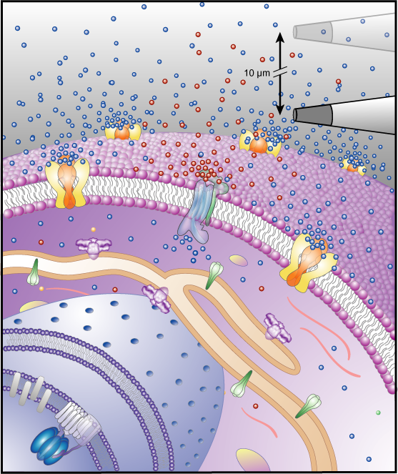 Molecule measurement