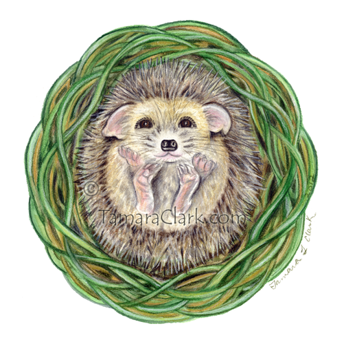 Hedgehog