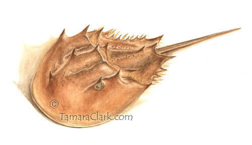 Horseshoe Crab (Limulus polyphemus) (juvenile)