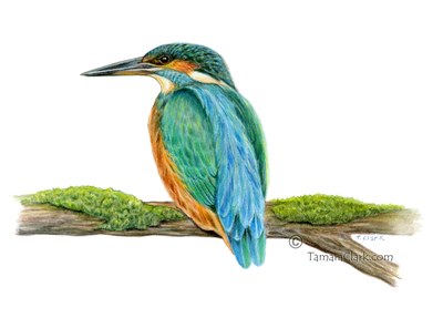 Common Kingfisher (Alcedo atthis)