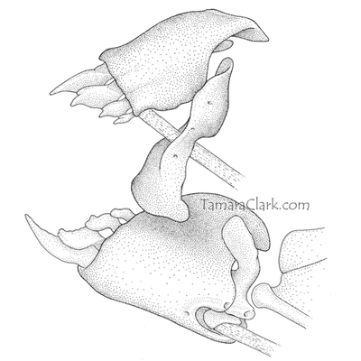 Leporinus fasciatus jaws