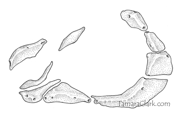 Leporinus fasciatus orbital bones