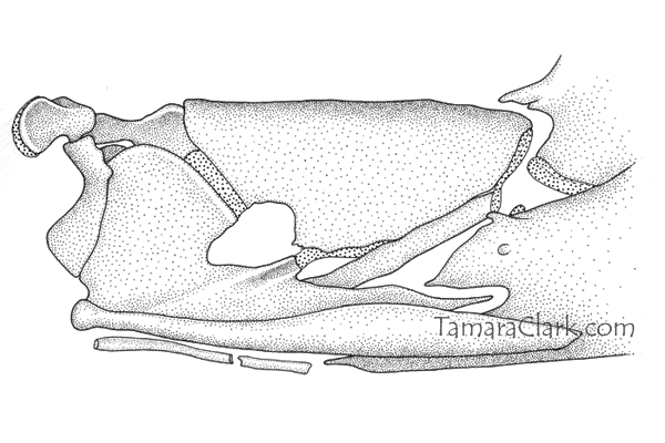Leporinus fasciatus suspensorium