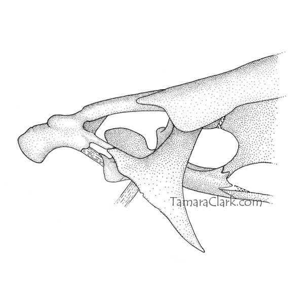 Leporinus fasciatus lateral ethmoid