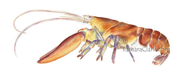 Northern Lobster (Homarus americanus)