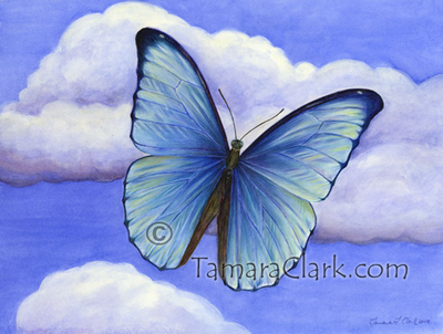 Morpho Blue Butterfly (Morpho menelaus)