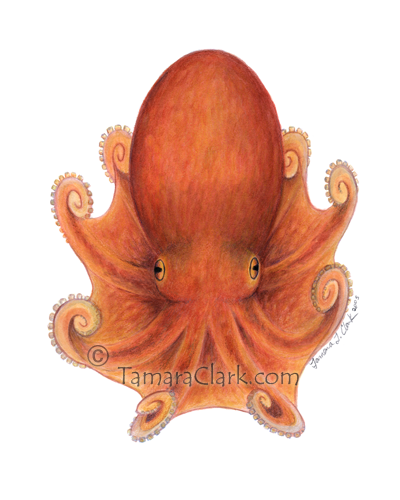 Northern Octopus (Eledone cirrhosa)