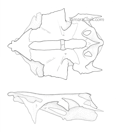 Schizodon fasciatus skull